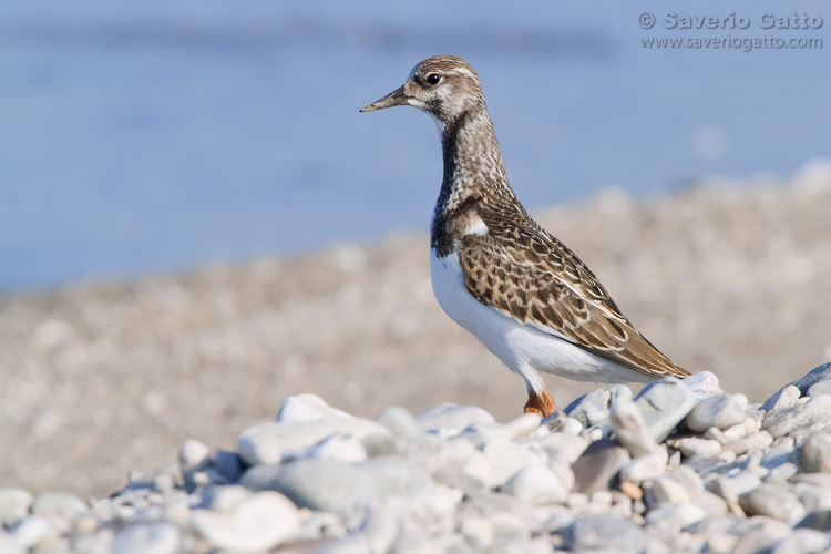 Ruddy Turnstone