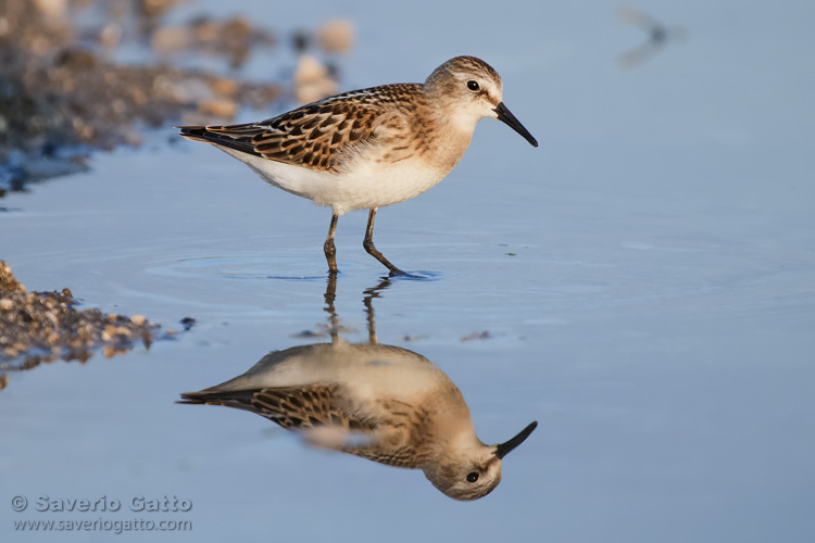 Little Stint