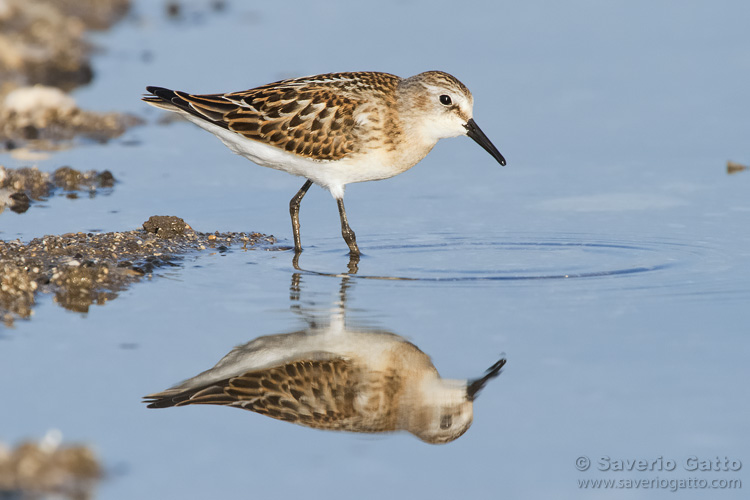 Little Stint