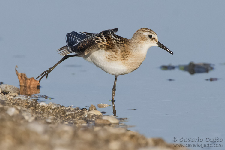 Little Stint