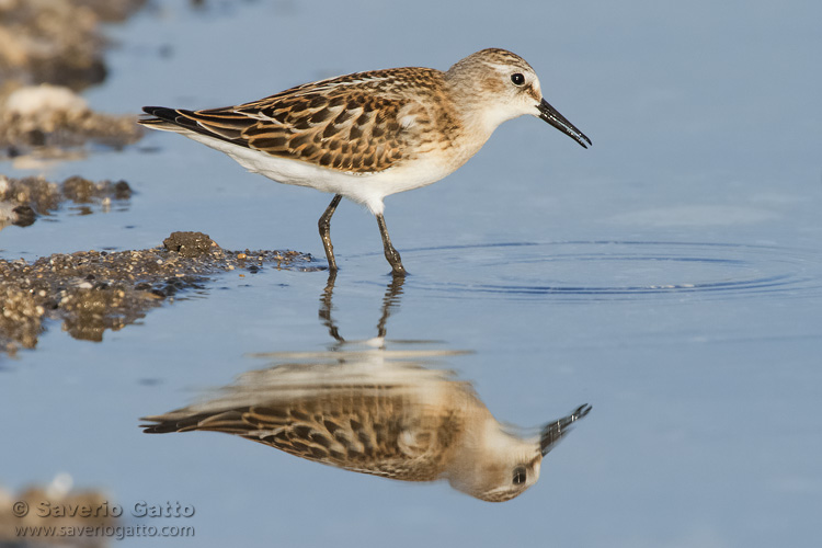 Little Stint