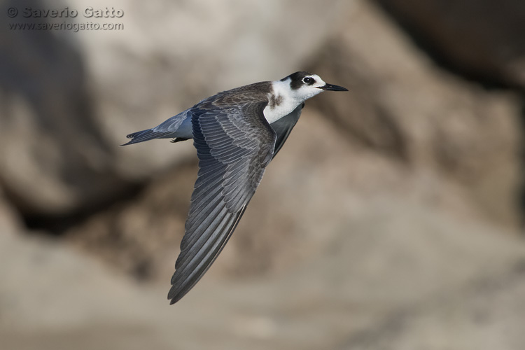 Black Tern