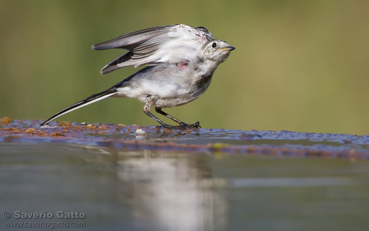 White Wagtail