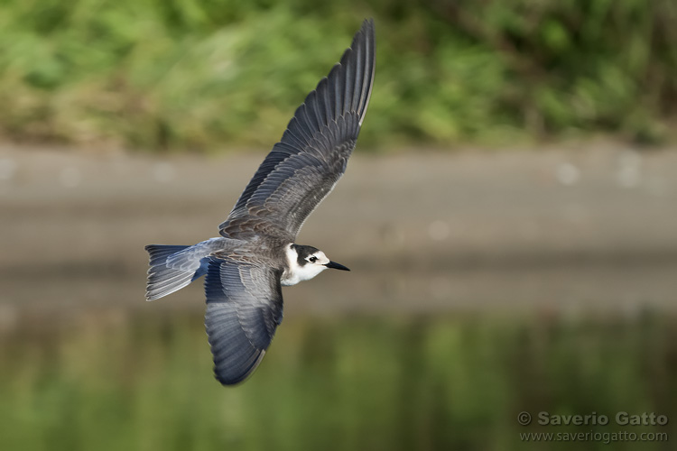 Black Tern