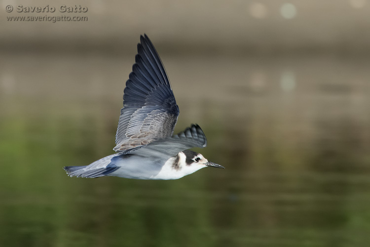 Black Tern