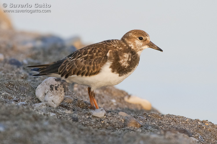 Ruddy Turnstone