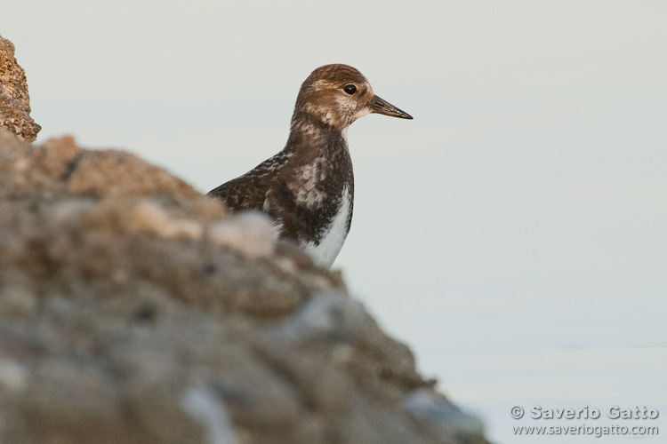 Ruddy Turnstone