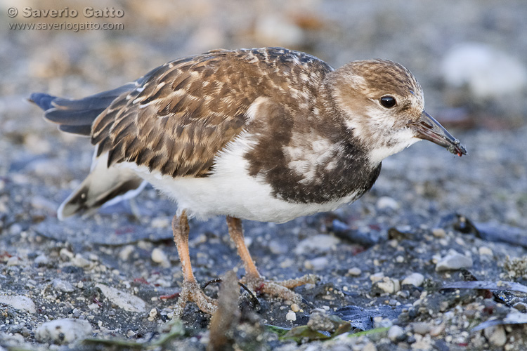 Ruddy Turnstone