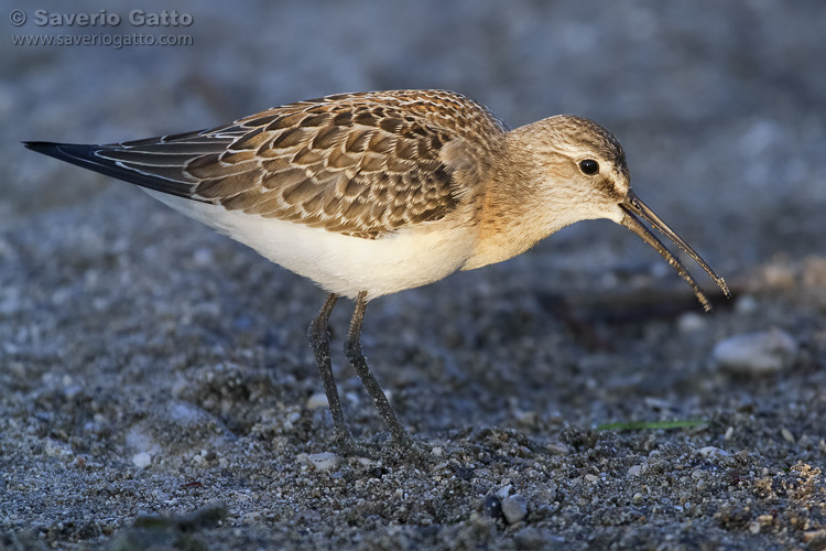 Curlew Sandpiper