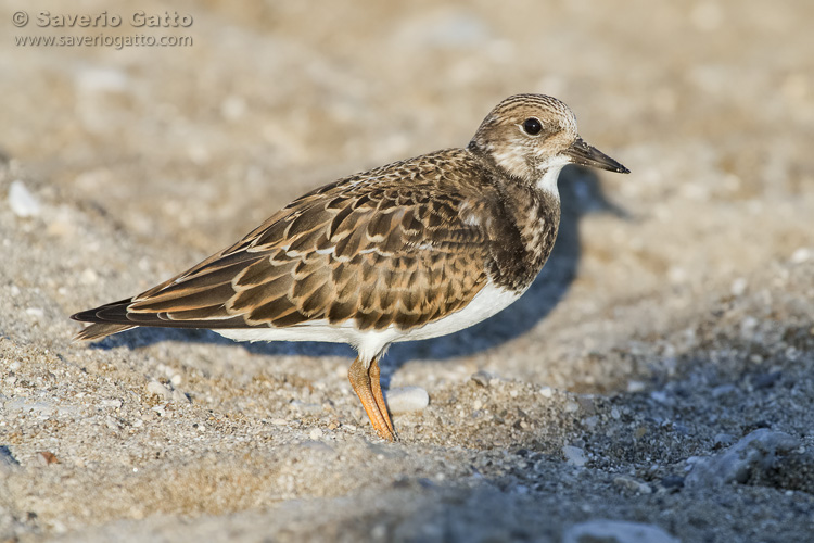 Ruddy Turnstone