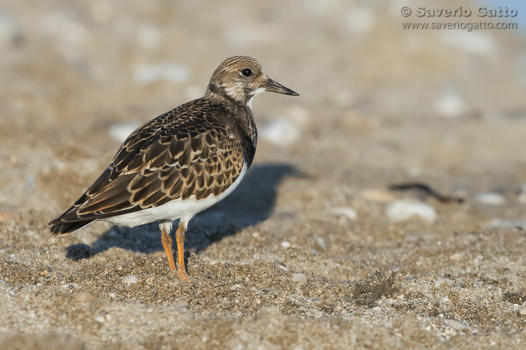 Ruddy Turnstone