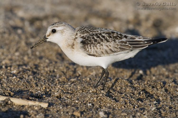 Sanderling