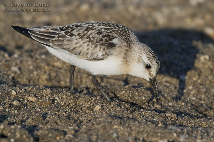 Sanderling