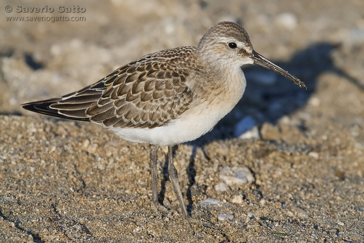 Curlew Sandpiper