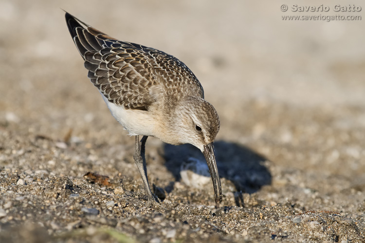 Curlew Sandpiper