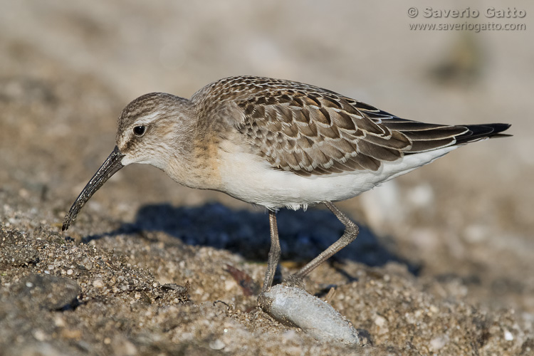 Curlew Sandpiper