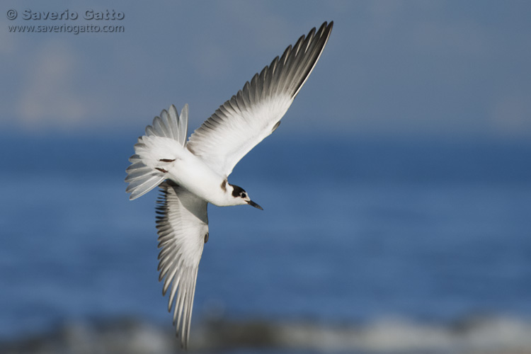 Black Tern