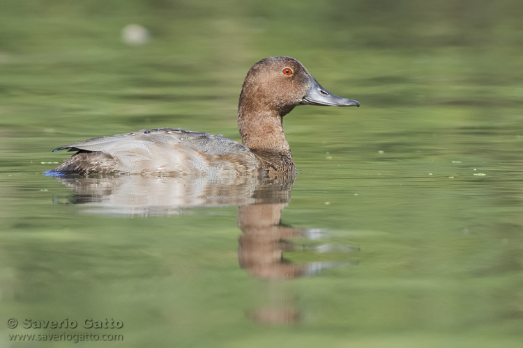 Pochard