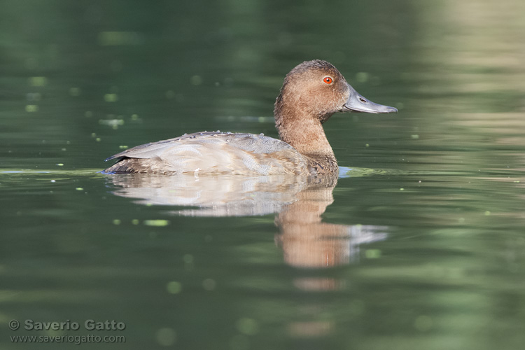 Pochard