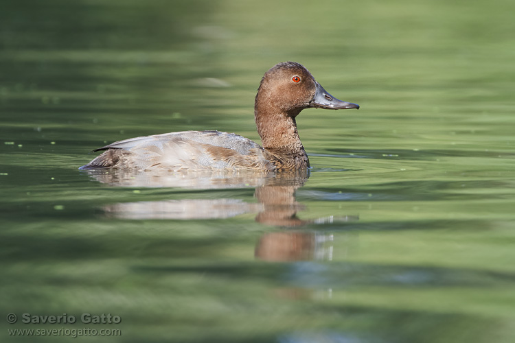 Pochard