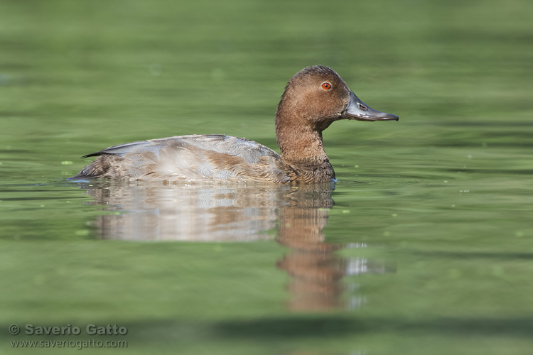 Pochard