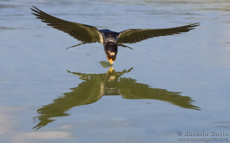 Barn Swallow