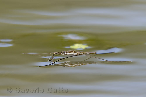 Ragno d'acqua