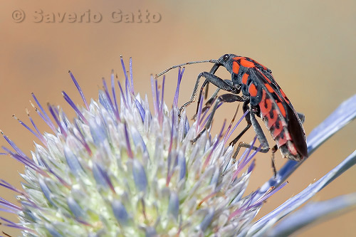 Lygaeus  Saxatilis