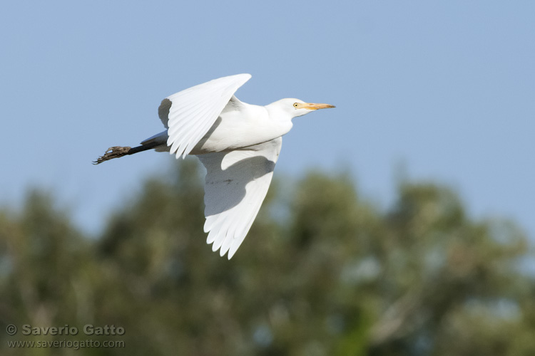 Cattle Egret