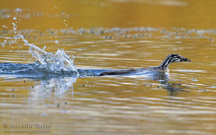 Great Crested Grebe