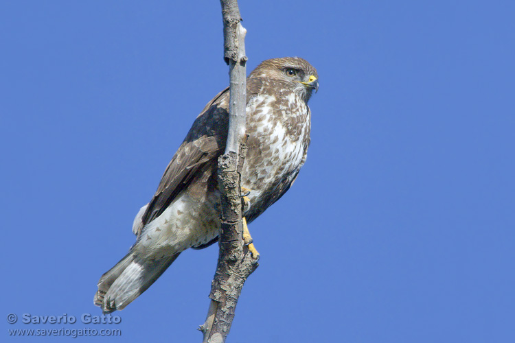 Common Buzzard