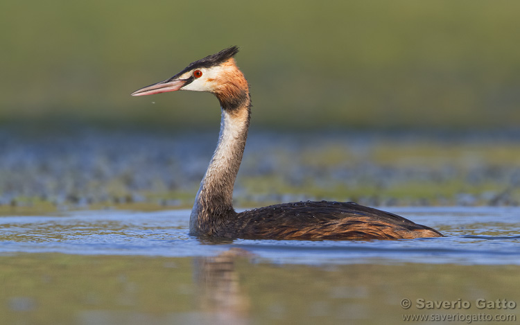 Great Crested Grebe