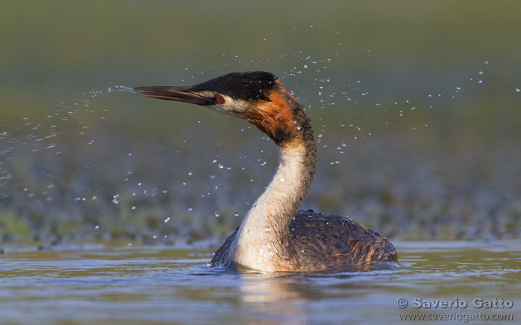 Great Crested Grebe