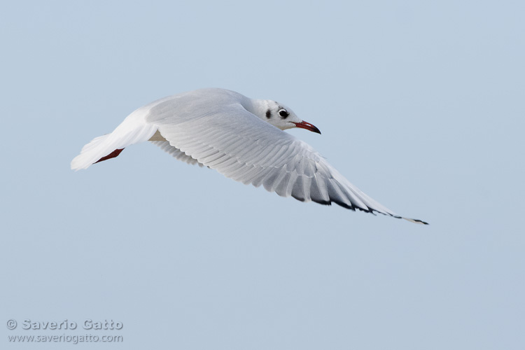 Black-headed Gull