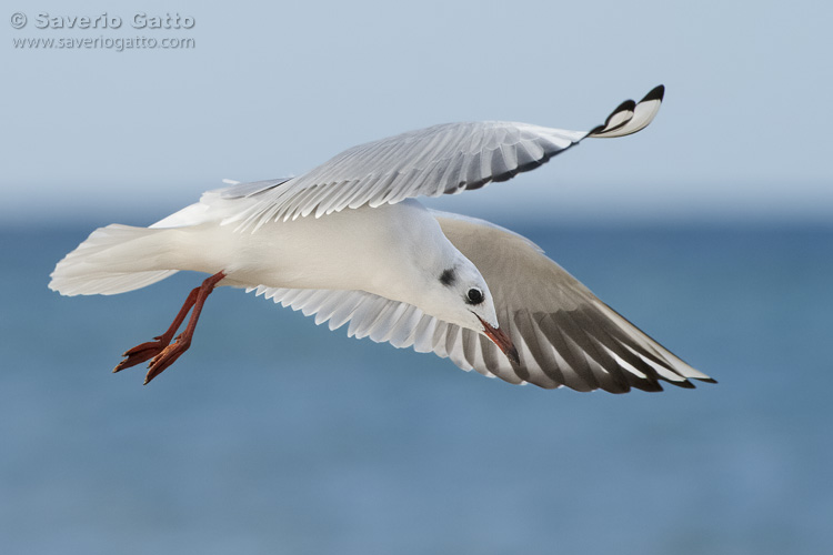 Black-headed Gull