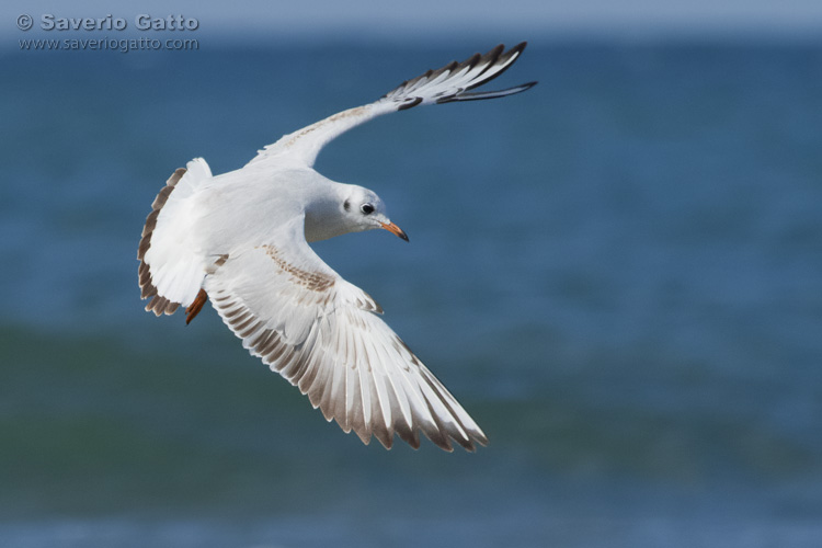 Black-headed Gull