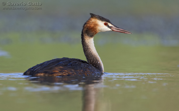 Great Crested Grebe