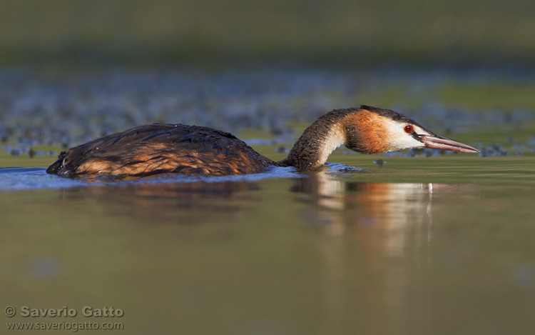 Great Crested Grebe