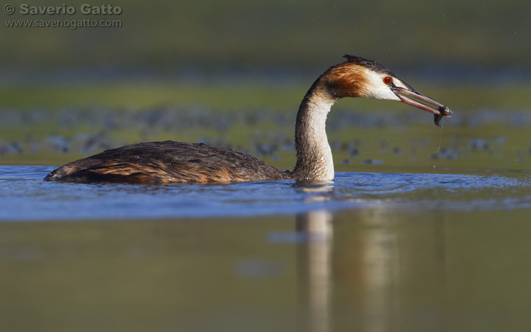 Great Crested Grebe