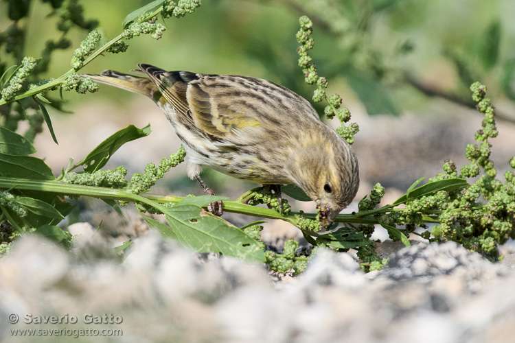 European Serin