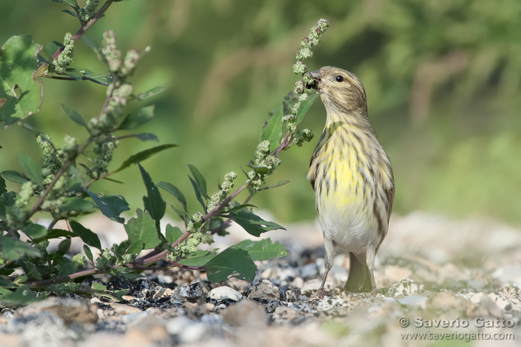 European Serin