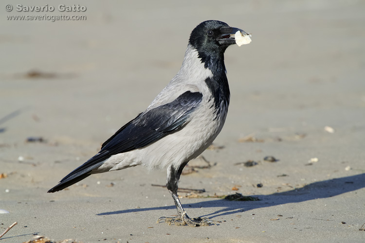 Hooded Crow