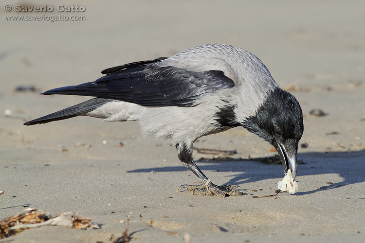 Hooded Crow