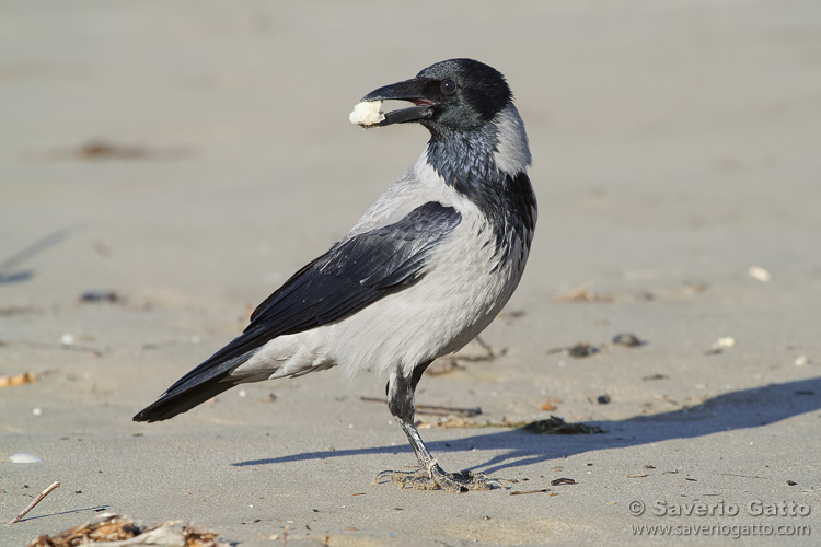 Hooded Crow