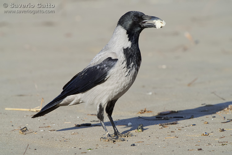 Hooded crow