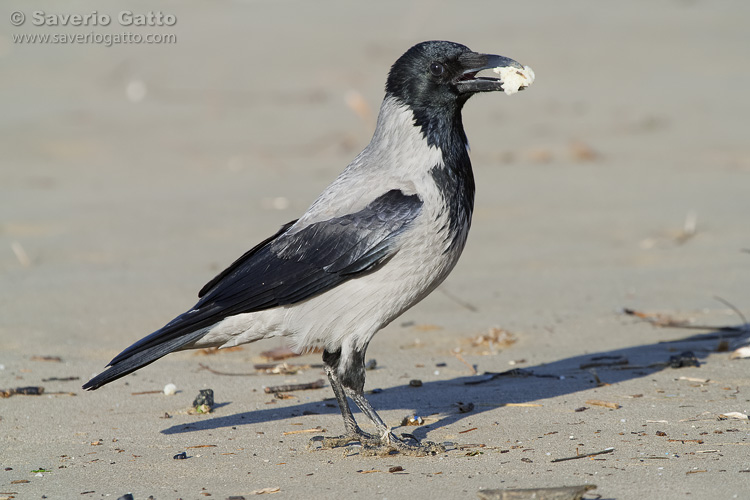 Hooded crow