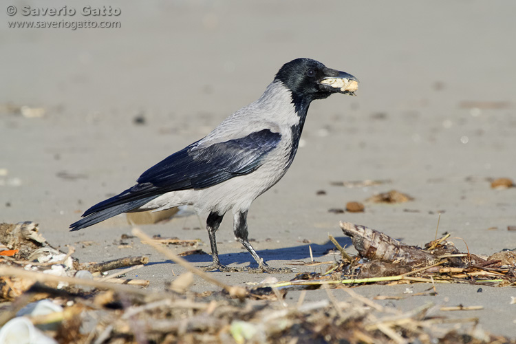 Hooded Crow