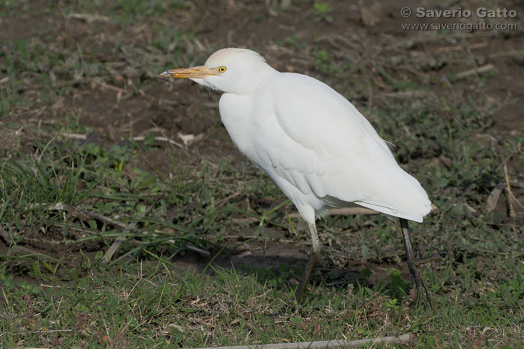 Cattle Egret