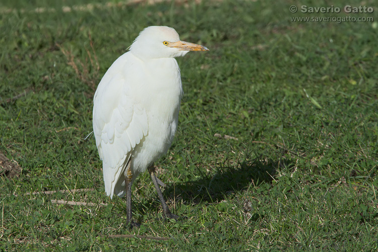 Cattle Egret