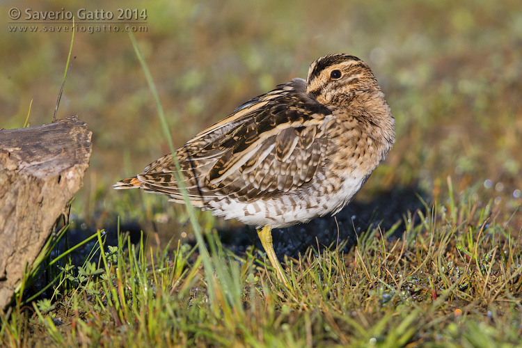 Common Snipe